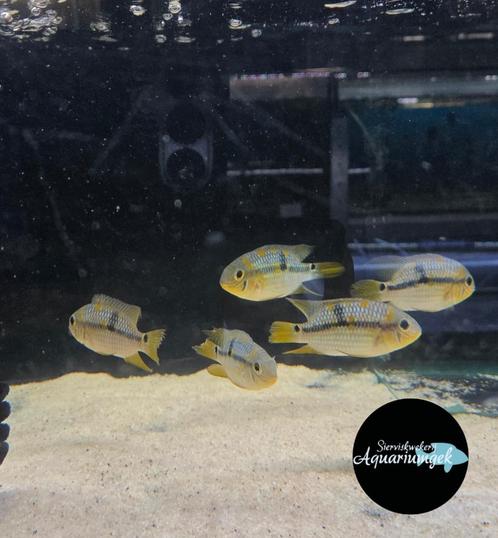 Aequidens metae - Gele acara, Dieren en Toebehoren, Vissen | Aquariumvissen, Zoetwatervis, Vis