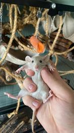 lieve tamme dwergratjes, Rat, Mei, Meerdere dieren, Tam