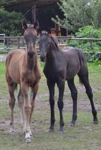 Te koop: 2 veelbelovende merrieveulens (2025 dressuur ), Dieren en Toebehoren, Paarden, Merrie, Niet van toepassing, Dressuurpaard