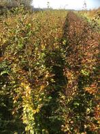 Te koop grootte maat beukenhaag, Ophalen, Beukenhaag, Haag, 100 tot 250 cm