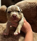 Pocket bully puppys, Parvo, Overige rassen, 8 tot 15 weken, Meerdere