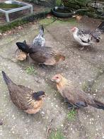 Verschillende kleuren hennetjes Hollandse krieltjes, Dieren en Toebehoren, Pluimvee