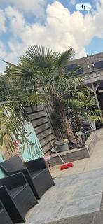 2 palmbomen, Volle zon, Ophalen of Verzenden, 100 tot 250 cm, Zomer