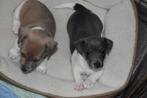 Zeer mooie Jack Russell pups 2 reutjes., Dieren en Toebehoren, Honden | Jack Russells en Terriërs, Jack Russell Terriër, CDV (hondenziekte)