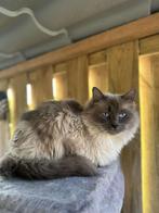 Lieve Ragdoll poes, Sterre, Poes, Ontwormd, 3 tot 5 jaar