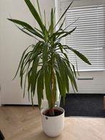 Grote Yucca te koop!, Ophalen, Halfschaduw, 100 tot 150 cm