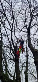 Bomen verwijderen, ook klimmend., Tuinontwerp