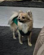 Prachtige pomchi teefje zoekt gouden mandje, Dieren en Toebehoren, Honden | Chihuahua's en Gezelschapshonden, Rabiës (hondsdolheid)