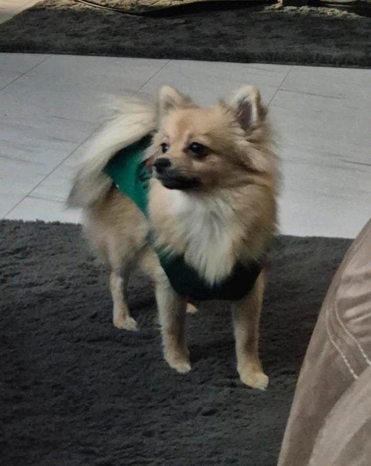 Prachtige pomchi teefje zoekt gouden mandje, Dieren en Toebehoren, Honden | Chihuahua's en Gezelschapshonden, Teef, Chihuahua