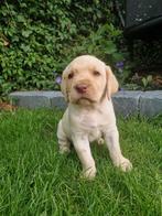 Labrador pups, 8 tot 15 weken, Teef, Labrador retriever, Meerdere