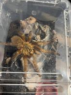1.0 verse adult Orange Baboon Tarantula OBT, Dieren en Toebehoren, Spin of Schorpioen
