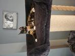 Maine Coon kitten, Dieren en Toebehoren, Katten en Kittens | Overige Katten, Poes