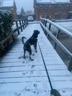 Thuis gezocht voor Bowie (rottweiler, reu), Rabiës (hondsdolheid), Reu, 1 tot 2 jaar, Eén hond