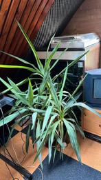Grote Yucca, ca. 0,7x1m, Ophalen, Halfschaduw, In pot, Minder dan 100 cm