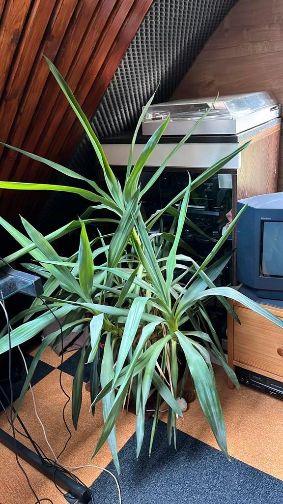 Grote Yucca, ca. 0,7x1m, Huis en Inrichting, Kamerplanten, Yucca, Minder dan 100 cm, Groene kamerplant, Halfschaduw, In pot, Ophalen