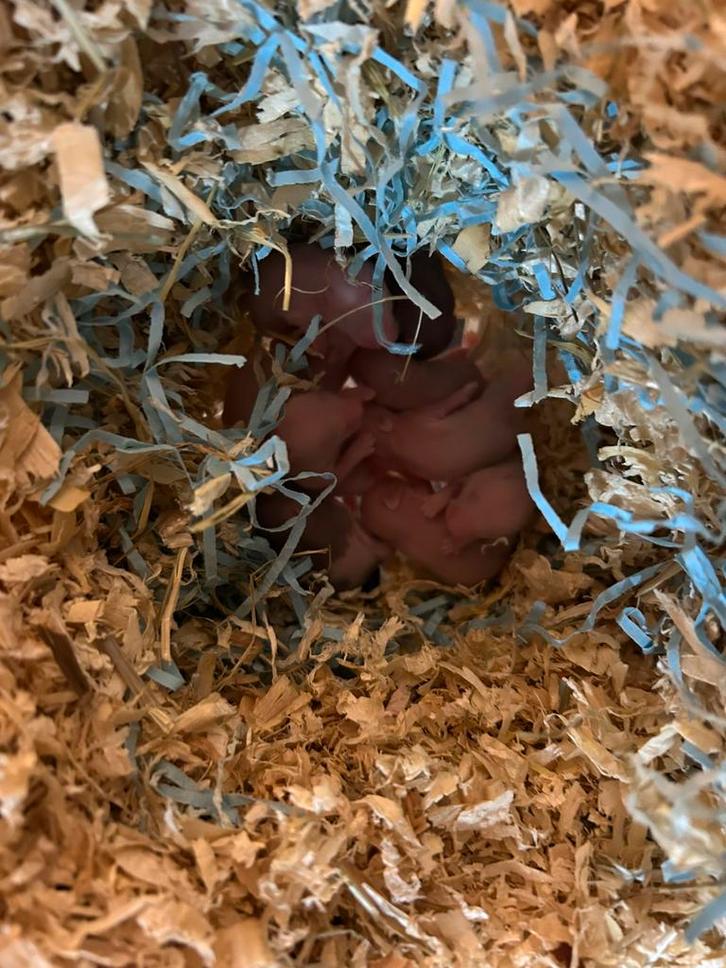 Syrische hamster / goudhamsters, Dieren en Toebehoren, Knaagdieren, Meerdere dieren, Hamster, November, Tam