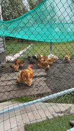 Mooie cochin kriel hennen en hanen, Dieren en Toebehoren, Pluimvee, Meerdere dieren, Kip