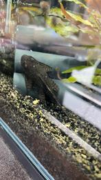 Algeneter aqarium zoetwater/kraanwater wel verwarmd, Vis, Zoetwatervis