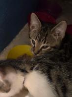kittens van Bengaalse mama! Mogen al naar nieuwe huis., Dieren en Toebehoren, Katten en Kittens | Raskatten | Korthaar, Meerdere dieren