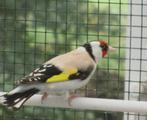 Eumo Majoor putter pop 25, Dieren en Toebehoren, Vogels | Overige Vogels, Vrouwelijk, Wildzangvogel