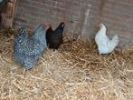 3 kippen 25 weken, Dieren en Toebehoren, Pluimvee, Vrouwelijk, Kip