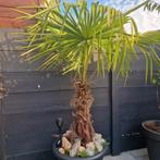 Palmboom, Tuin en Terras, Planten | Bomen, Ophalen, Volle zon, Palmboom