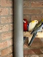 Te koop diversen bleekkop Rosella’s, Dieren en Toebehoren, Vogels | Parkieten en Papegaaien, Meerdere dieren, Parkiet, Geringd