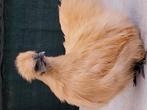 2 jonge zijdehoen hennen, Dieren en Toebehoren, Pluimvee, Vrouwelijk, Kip