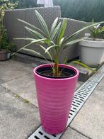 Palmboom Trachycarpus Fortunei, Tuin en Terras, Ophalen of Verzenden, Bloeit niet, Overige soorten, Volle zon