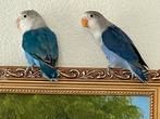 Prachtige Lieve Gand Tamme Jonge en Gezonde Agapornis, Dieren en Toebehoren, Vogels | Parkieten en Papegaaien, Meerdere dieren