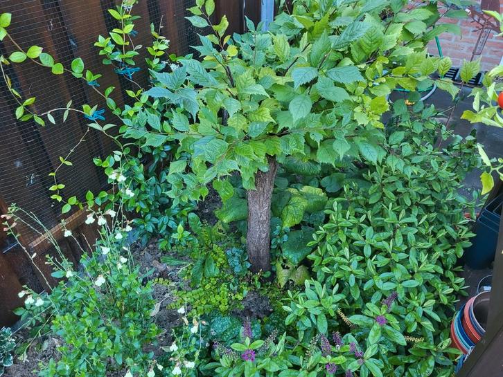 Sierkers boompje, Tuin en Terras, Planten | Struiken en Hagen, Overige soorten, Minder dan 100 cm, Ophalen of Verzenden