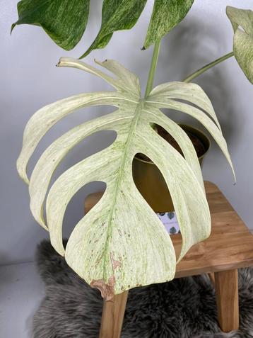 Monstera Jungle Full Mint Variegata beschikbaar voor biedingen