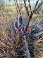 Diverse leuke kleurrijke wilgensoorten, Volle zon, Vaste plant, Lente, Ophalen