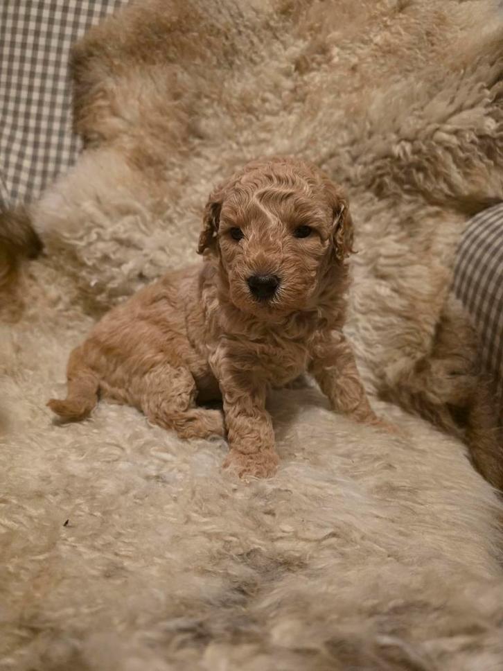 Goldendoodle multigen 40 cm reu te koop, Dieren en Toebehoren, Honden | Retrievers, Spaniëls en Waterhonden, Meerdere dieren, Overige rassen