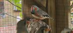 Ca  35 zebravinken, Dieren en Toebehoren, Vogels | Overige Vogels, Meerdere dieren, Tropenvogel, Geringd