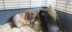 Twee cavia's met kooi  (inclusief voer/hooi/aubiose, Mannelijk, Cavia, Voor 1 juli 2024, Tam