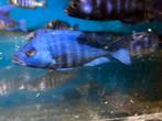 Malawi Plachidochromis Tanzania, Vis