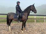 4-jarige KWPN tuigpaard merrie, Dieren en Toebehoren, Paarden, Merrie, B, Gechipt, 3 tot 6 jaar