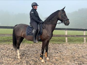 4-jarige KWPN tuigpaard merrie  beschikbaar voor biedingen