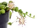 Erwtenplantje, Ophalen, Vetplant, Halfschaduw, Minder dan 100 cm