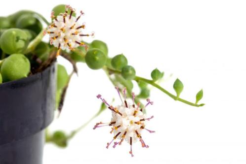 Erwtenplantje, Huis en Inrichting, Kamerplanten, Vetplant, Minder dan 100 cm, Bloeiende kamerplant, Halfschaduw, Ophalen