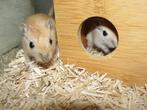 Gerbils (woestijnratjes), Dieren en Toebehoren, Knaagdieren, Meerdere dieren, Rat