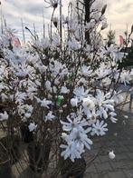 Magnolia stellata, Stermagnolia 130-140 cm € 57,50, Volle zon, Vaste plant, Lente, Ophalen