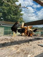 Mooie leghorns te koop, Dieren en Toebehoren, Pluimvee, Vrouwelijk, Kip