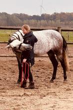 Leuke 6 jarige PRE ruin, Gechipt, Ruin, Dressuurpaard, Zadelmak