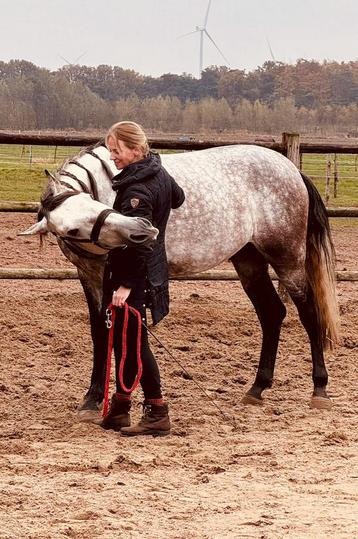 Leuke 6 jarige PRE ruin  beschikbaar voor biedingen
