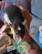 Tamme rittens, Dieren en Toebehoren, Knaagdieren, Rat, Meerdere dieren, Tam, September