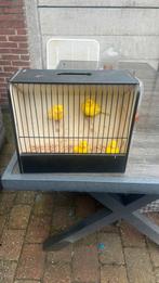 Kanaries tt waardig, Dieren en Toebehoren, Mannelijk, Kleurkanarie