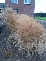 Siergrassen te koop, Tuin en Terras, Planten | Tuinplanten, Ophalen, Volle zon, Vaste plant, Siergrassen