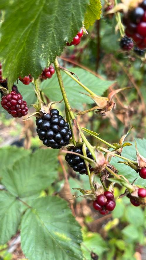 Doornloze braamplanten, Tuin en Terras, Planten | Fruitbomen, Overige soorten, Minder dan 100 cm, Ophalen